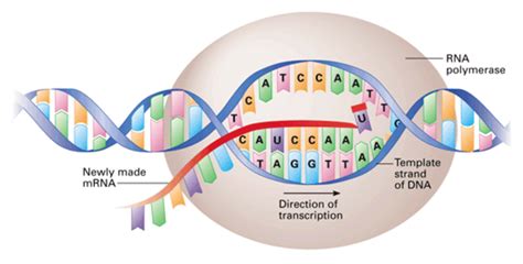 Transcription (biology) .